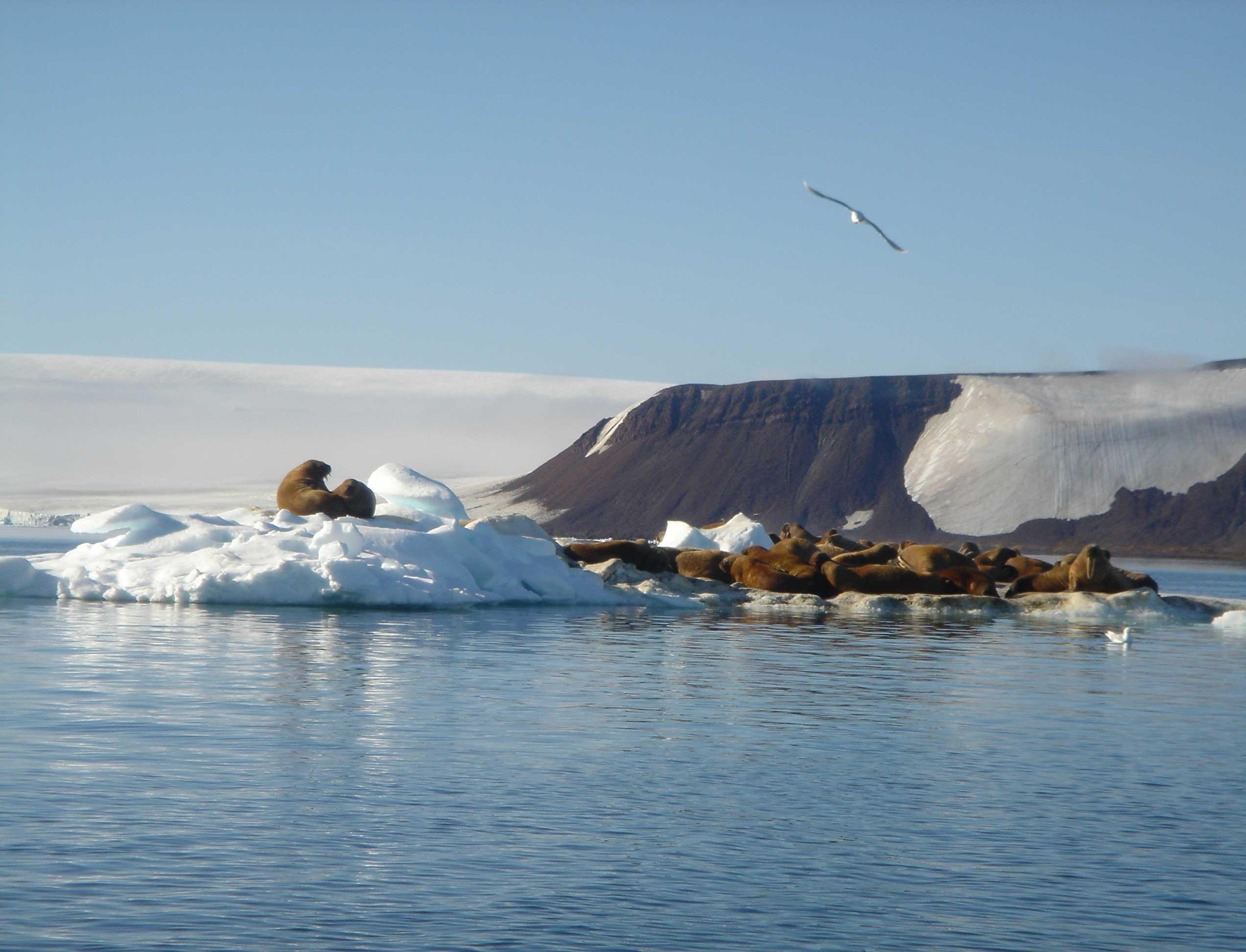Конкурс: какой должна быть современная площадка для сбора отходов в Арктике?