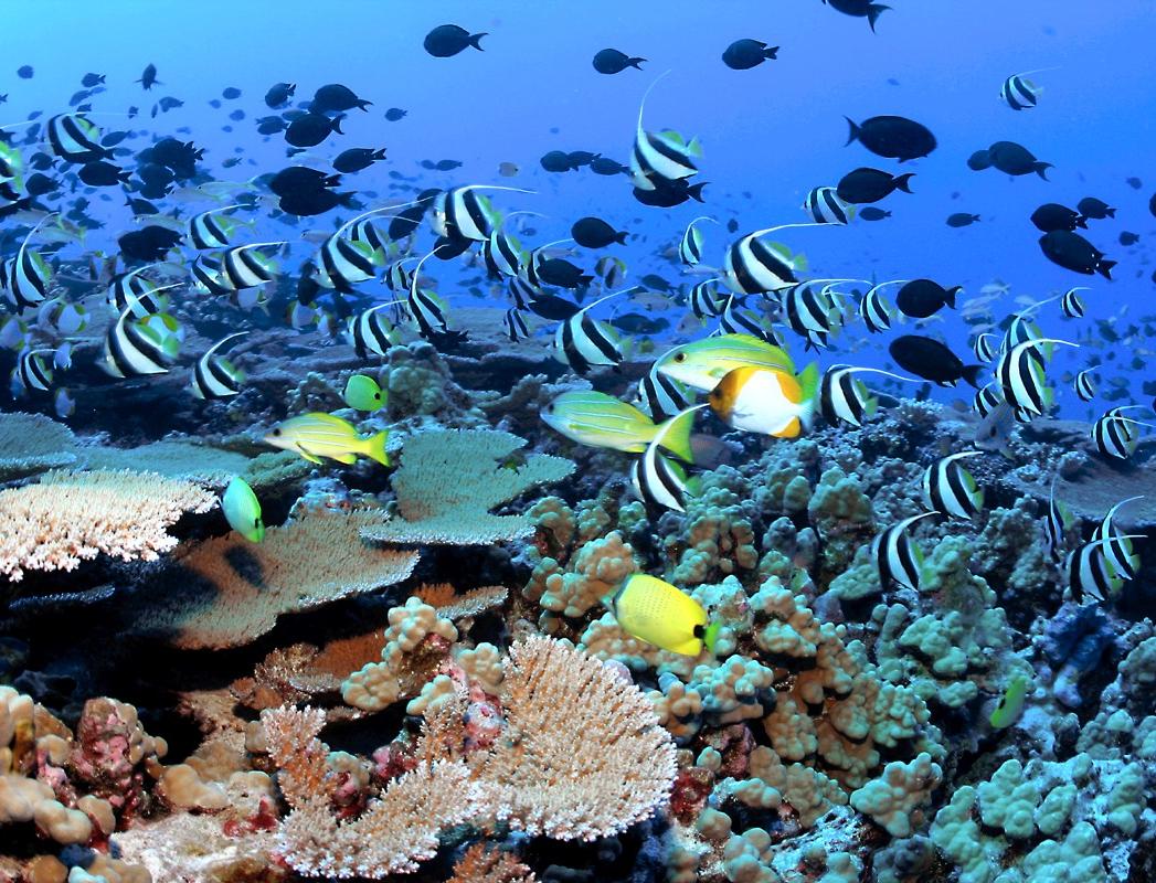 Коралловые рифы побелели из-за глобального потепления