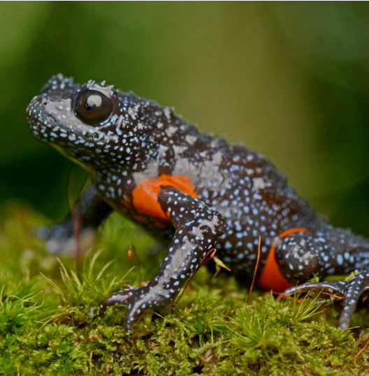 Фотографы-натуралисты уничтожили колонию редких лягушек 