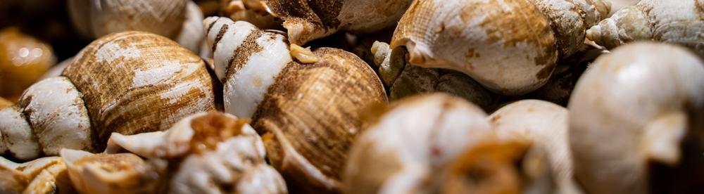 Алтайские ученые изобретают новый фильтр из отходов улиточных ферм 