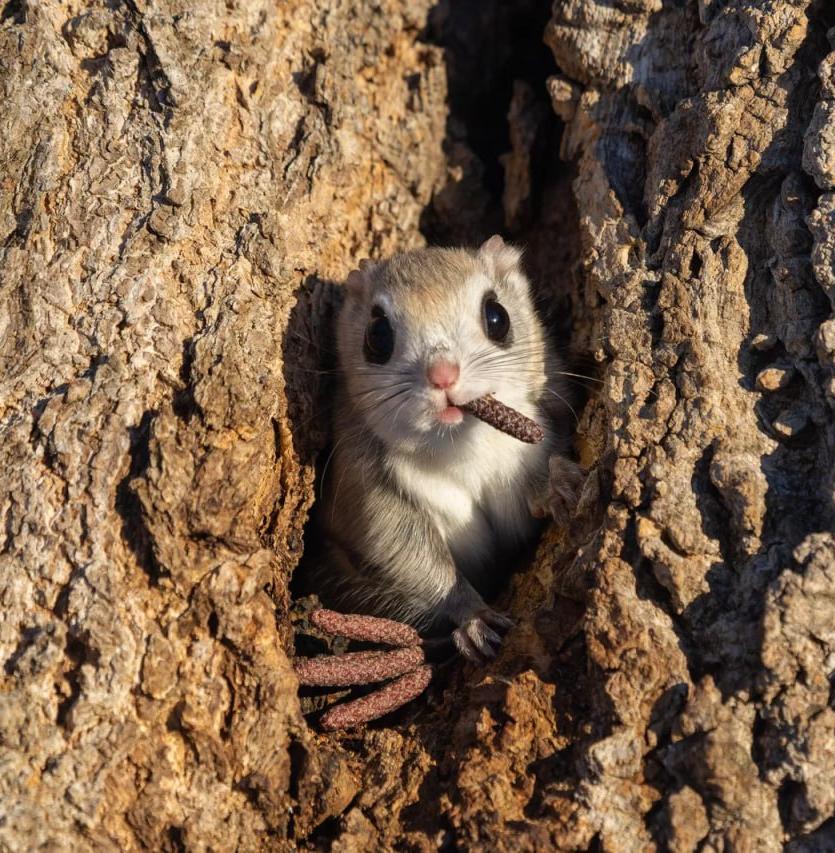 Nikon назвал имена победителей конкурса Comedy Wildlife Photography 