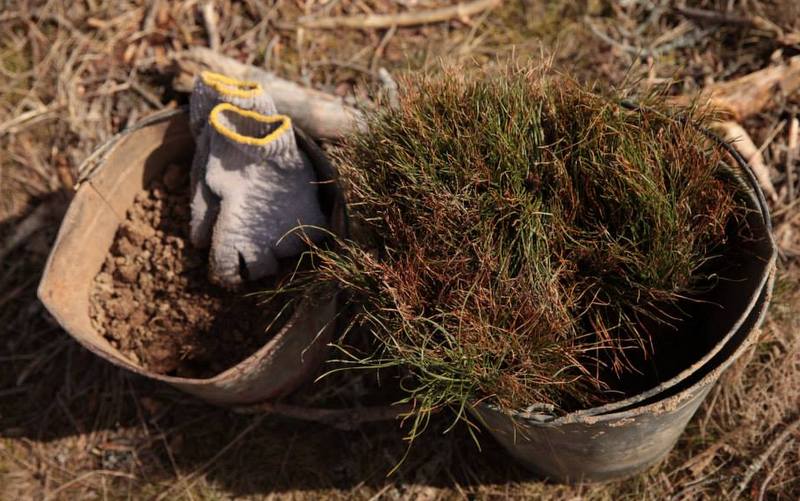 В национальном парке «Куршская коса» посадили 7520 деревьев через интернет