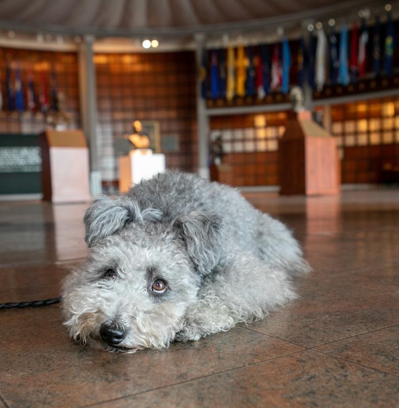 Музеи Москвы разрешат посещать с питомцами 