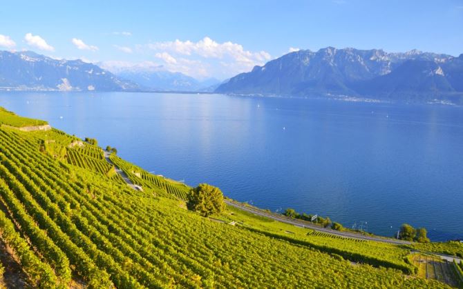 Швейцарское вино стало лучше благодаря изменениям климата