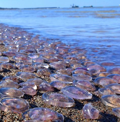 В Азовском море растянут сети от медуз 