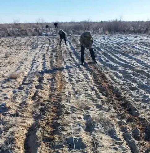 На осушенном дне Арала высаживают новые виды растений 