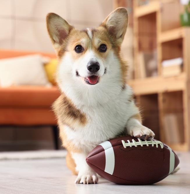 В Италии теперь положен отпуск по уходу за питомцем 