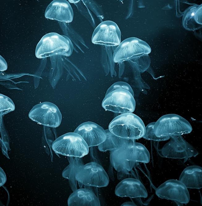 Медузный коллапс: желеобразные захватили Азовское море 