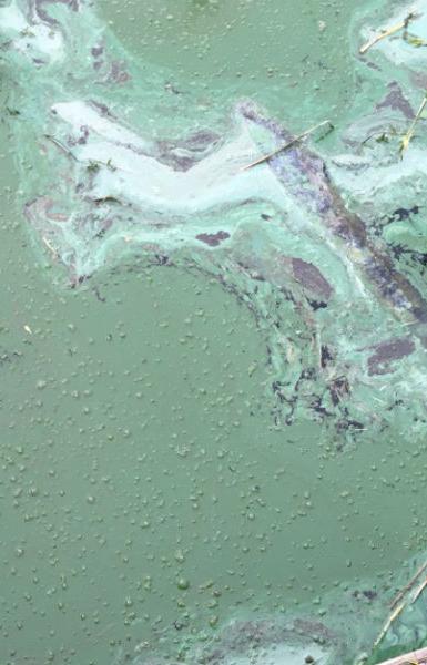 Минприроды подтвердило наличие огромного количества нефтепродуктов и фенола в озере Шенфлиз