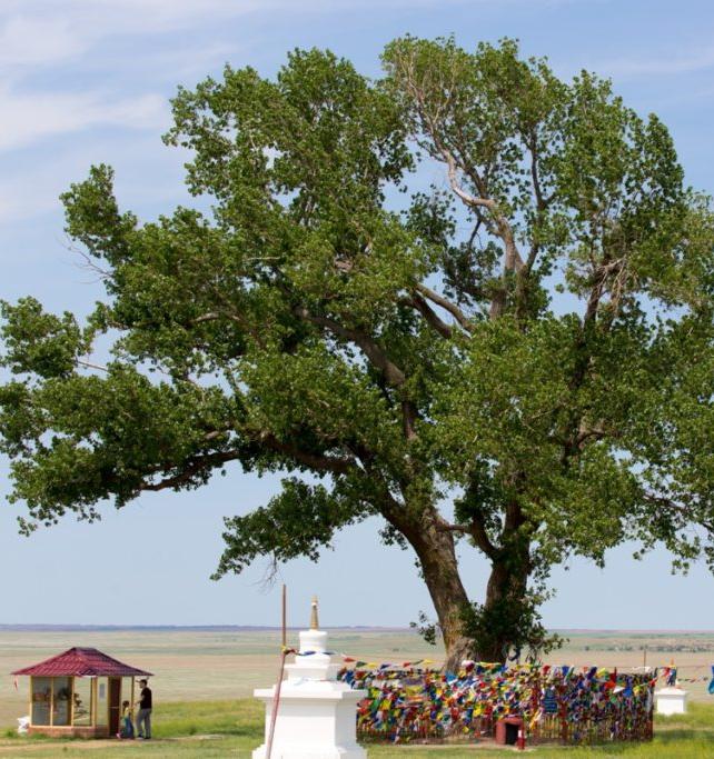 Тополь из Калмыкии стал победителем в конкурсе «Российское дерево года-2019»