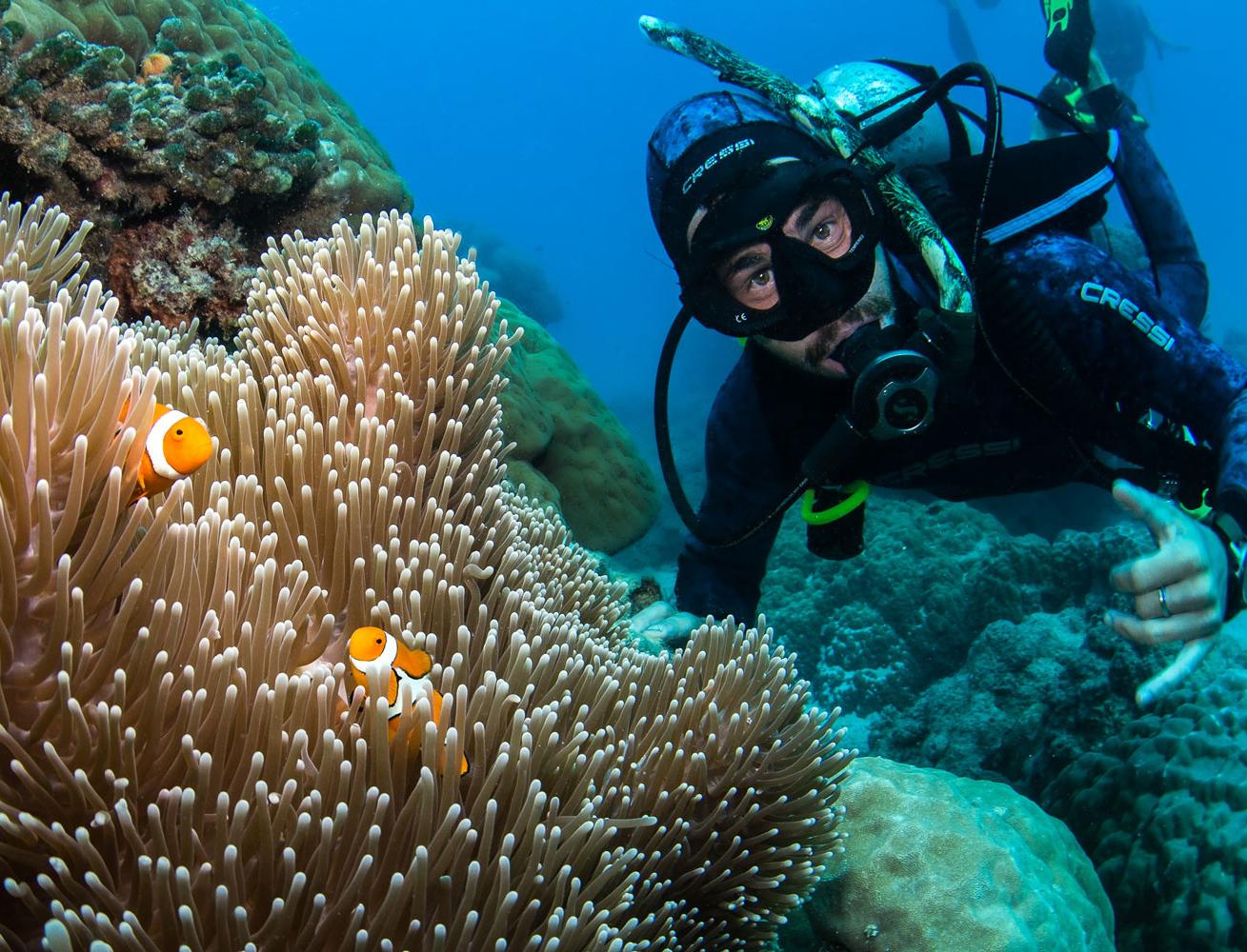 Туроператор выращивает коралловые рифы во время пандемии