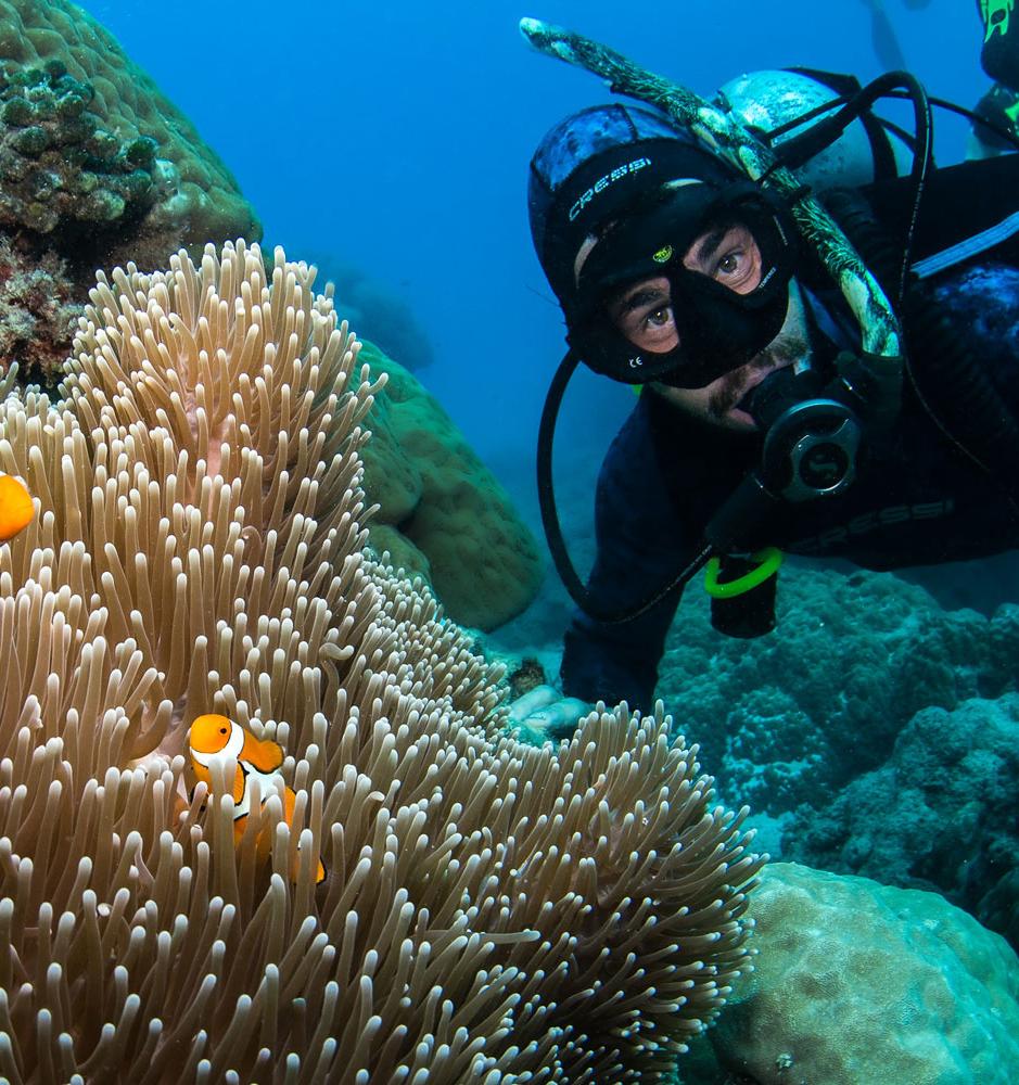 Туроператор выращивает коралловые рифы во время пандемии