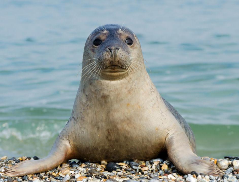 Каспийского тюленя возьмут под защиту