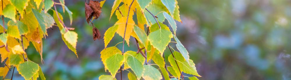 Почему нельзя срывать неопавшую листву с деревьев? 