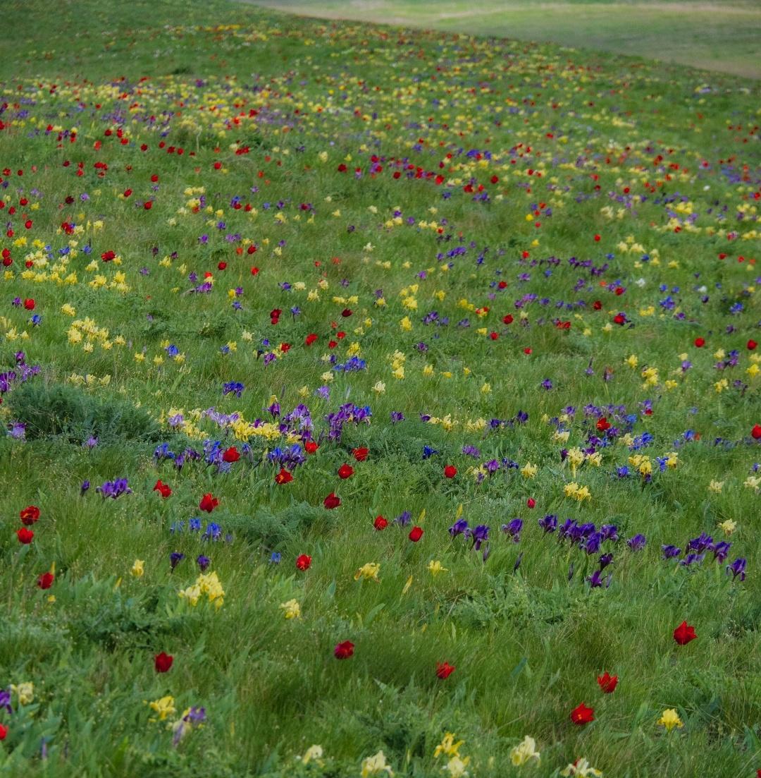 В Ростовской области зацвели краснокнижные тюльпаны 