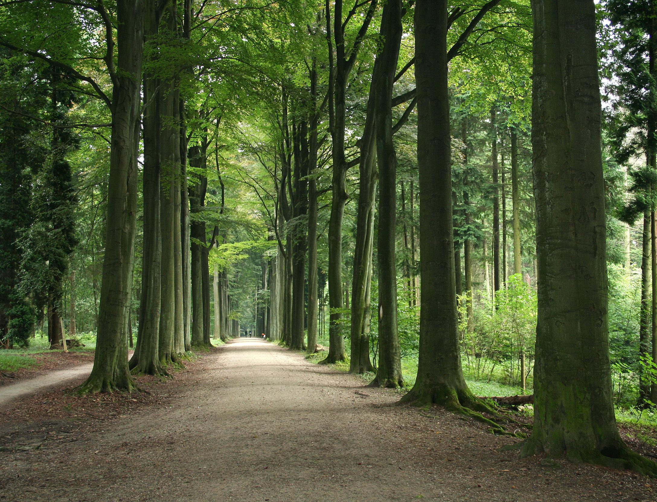 Объявлен набор волонтеров для посадки деревьев в Чехии