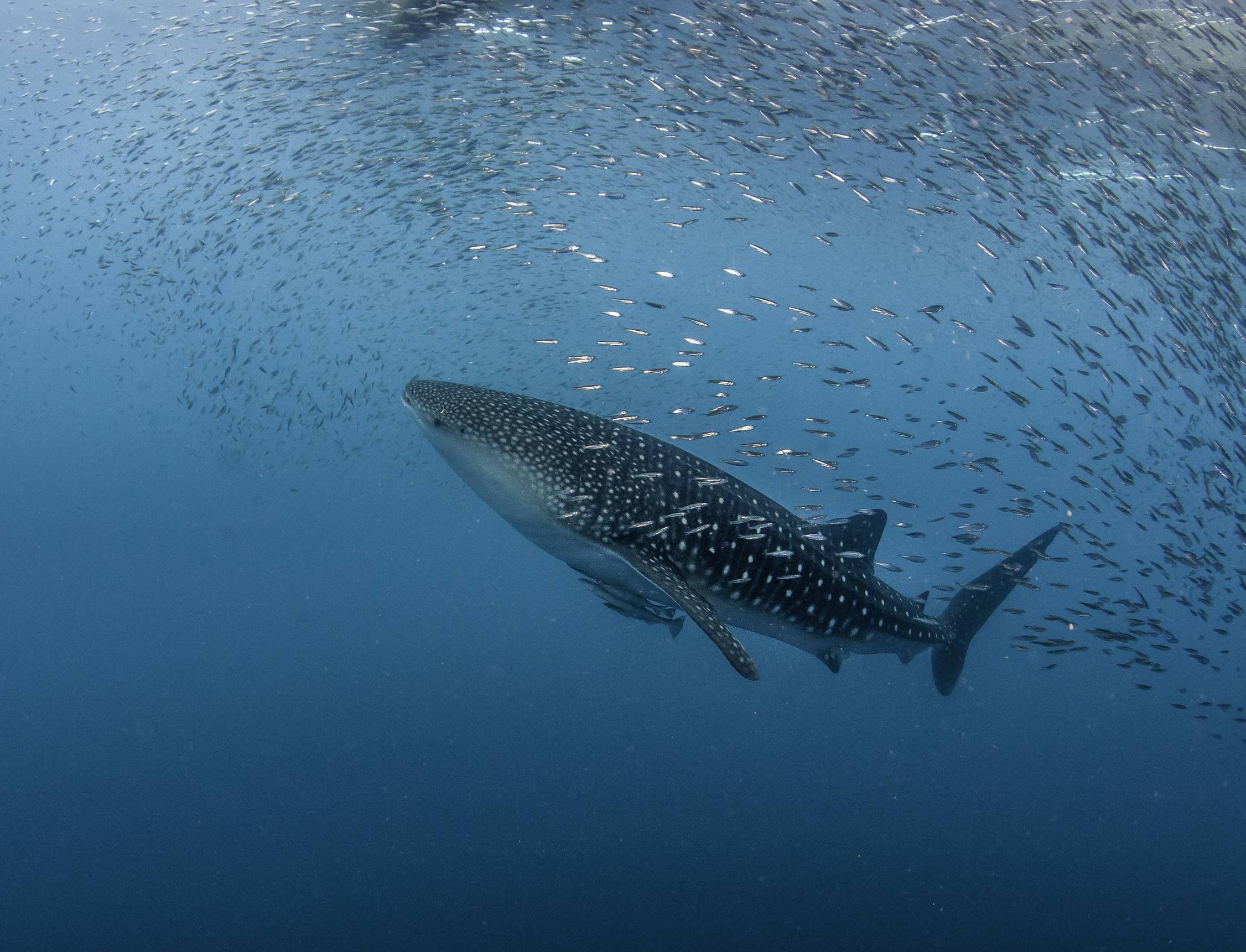 Стриминговый сервис WaterBear запустил кампанию по защите акул от вымирания