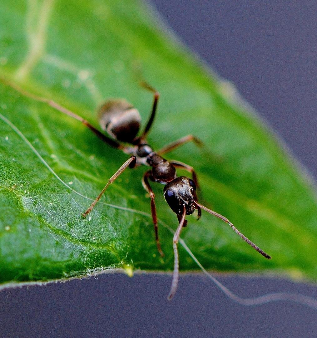 В Великобритании разработали экологичное топливо из муравьиной кислоты