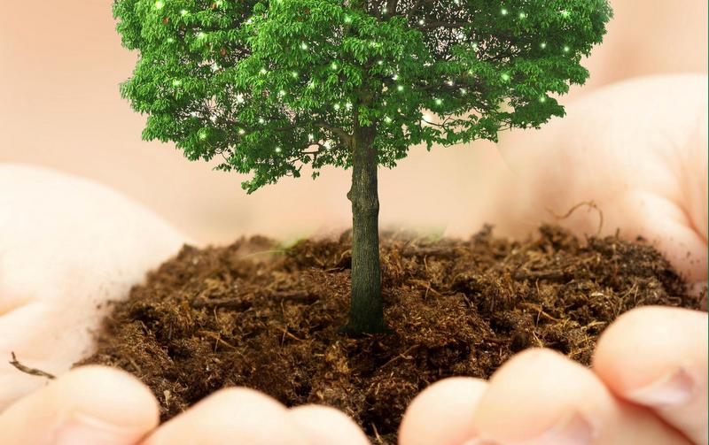 Экомаркет 4fresh сажает деревья за покупку натуральной косметики