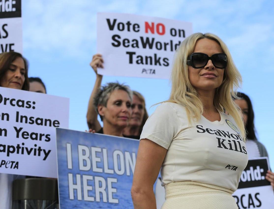 Памела Андерсон просит освободить косатку Корки из парка SeaWorld