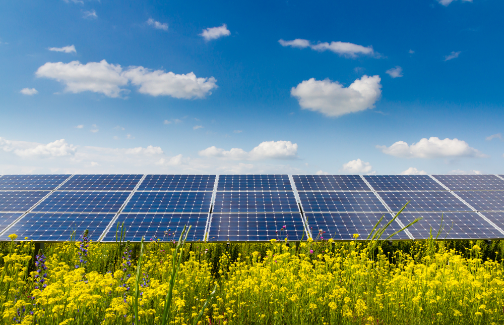 Жители США нашли связь между ростом растений и солнечными батареями