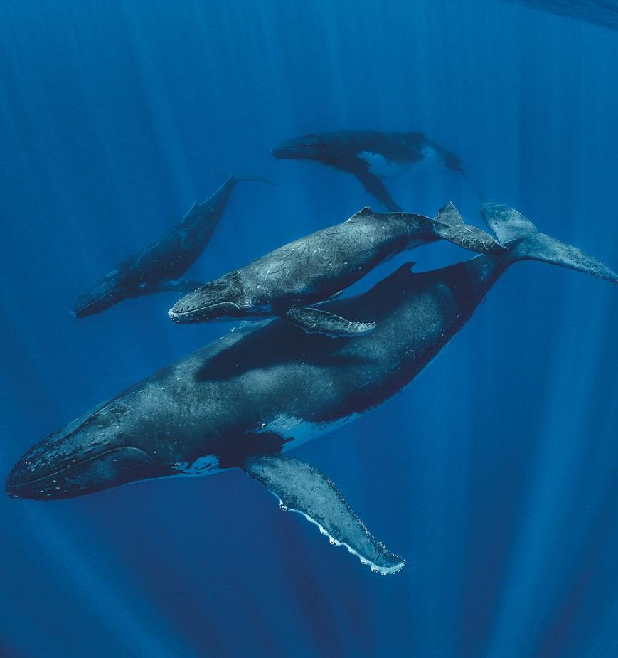 В России запретили вылавливать китов и дельфинов в промышленных целях 