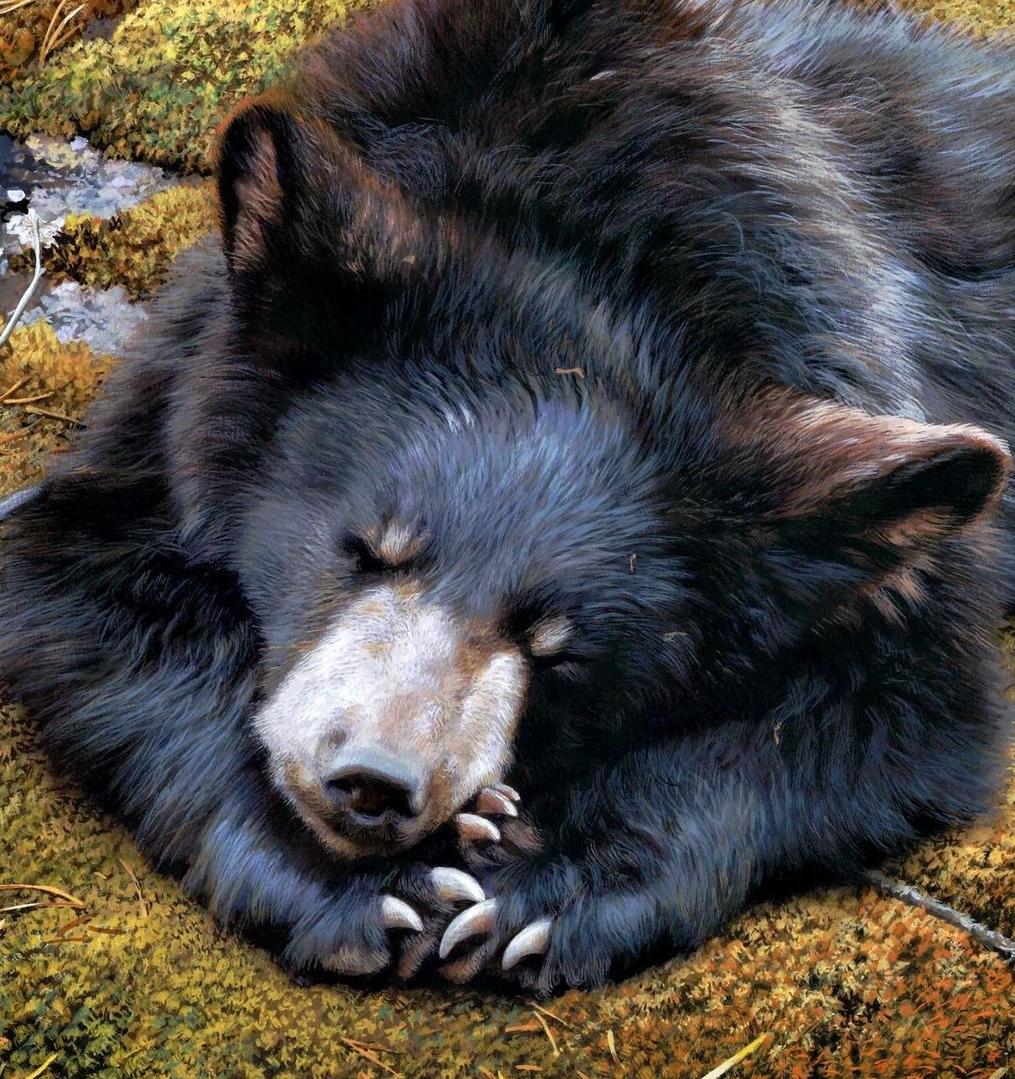 Экологи требуют привлечь к ответственности губернатора Иркутской области за убийство медведя