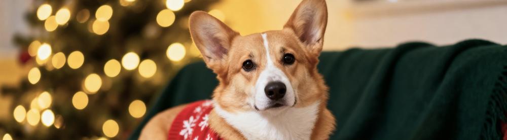 Немецкие аэропорты приютили собак, испугавшихся салютов 