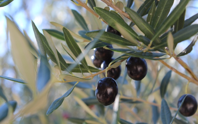 В Гранаде электроэнергию производят из оливкового масла