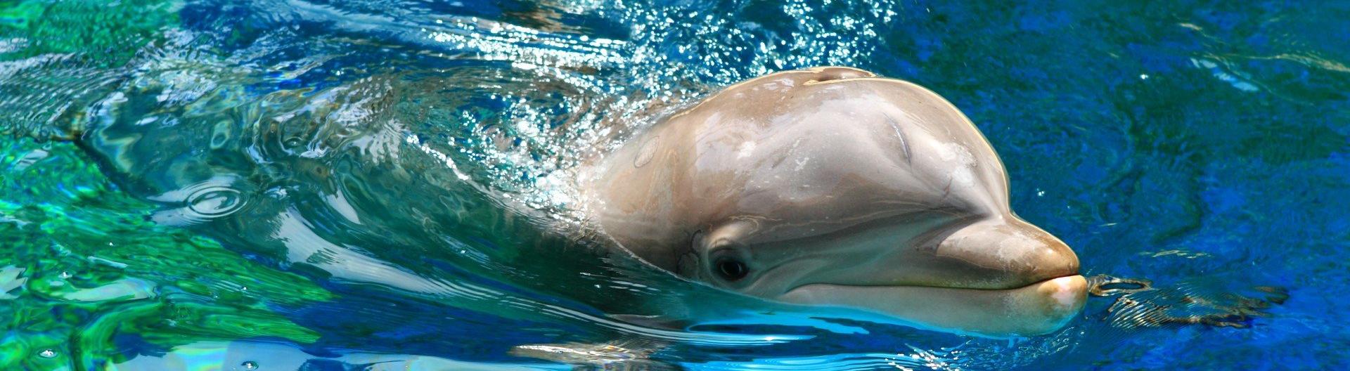Реанимобиль для спасения дельфинов появился на Кубани 