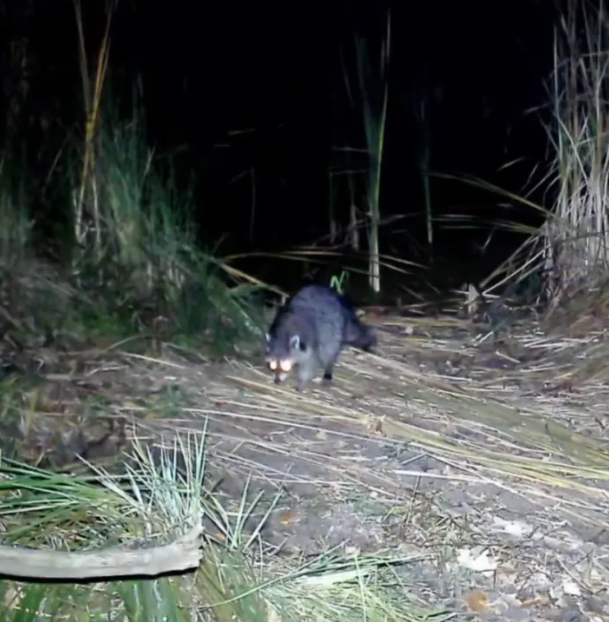 В Воронежской области впервые заметили енота-полоскуна 
