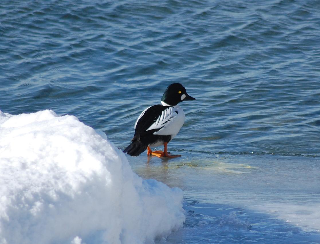 Все желающие смогут посчитать зимующих водоплавающих птиц 