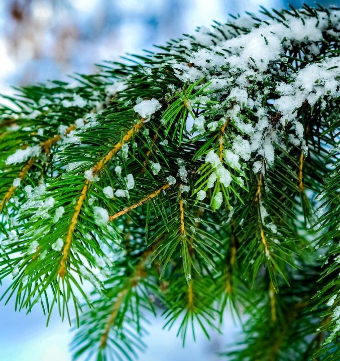 До конца января можно помочь высадить новые елки взамен вырубленных к Новому году