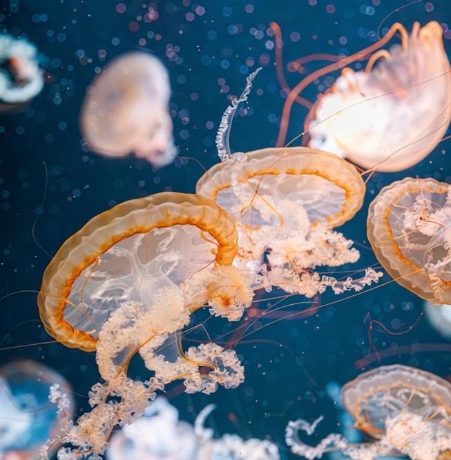 Могут ли в ресторанах появиться блюда из медуз и причем здесь климат? 