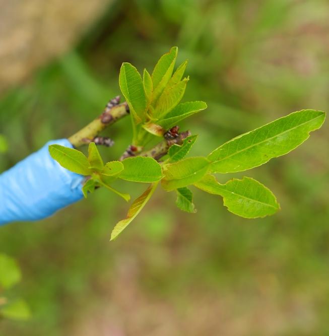 Бывшую свалку в Воронеже засадили елями и сливами 