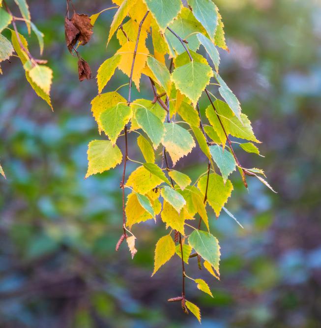Почему нельзя срывать неопавшую листву с деревьев? 