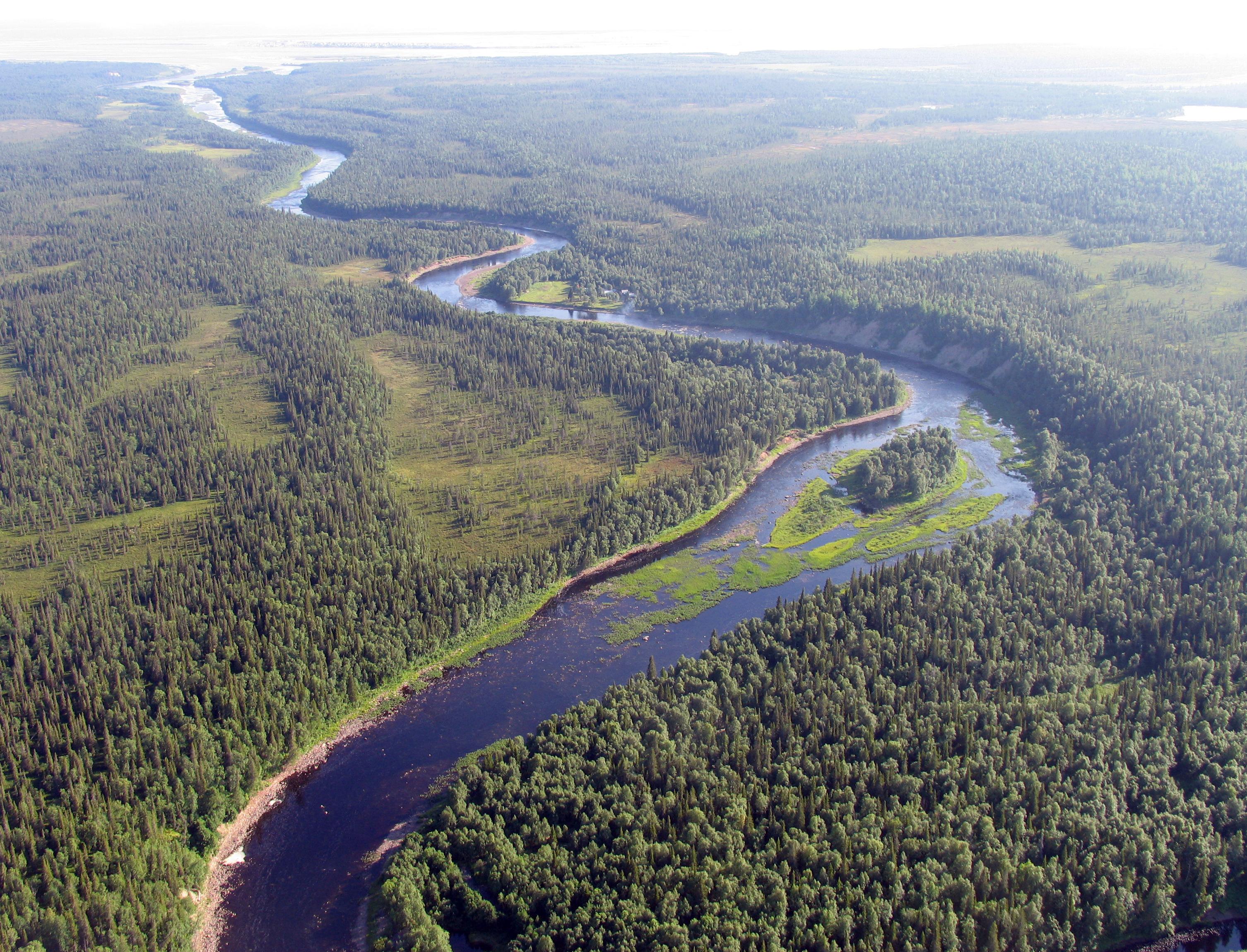 Procter&Gamble, «Лента» и WWF России защитят от вырубки леса вдоль нерестовых рек