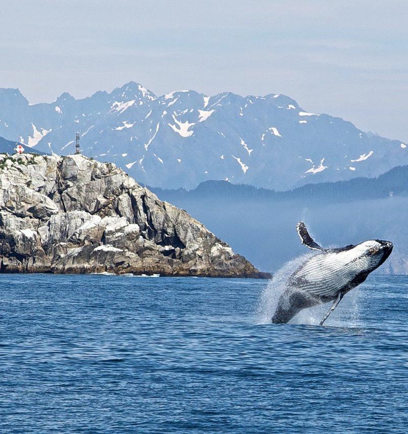 В России могут запретить промышленный вылов китов и дельфинов