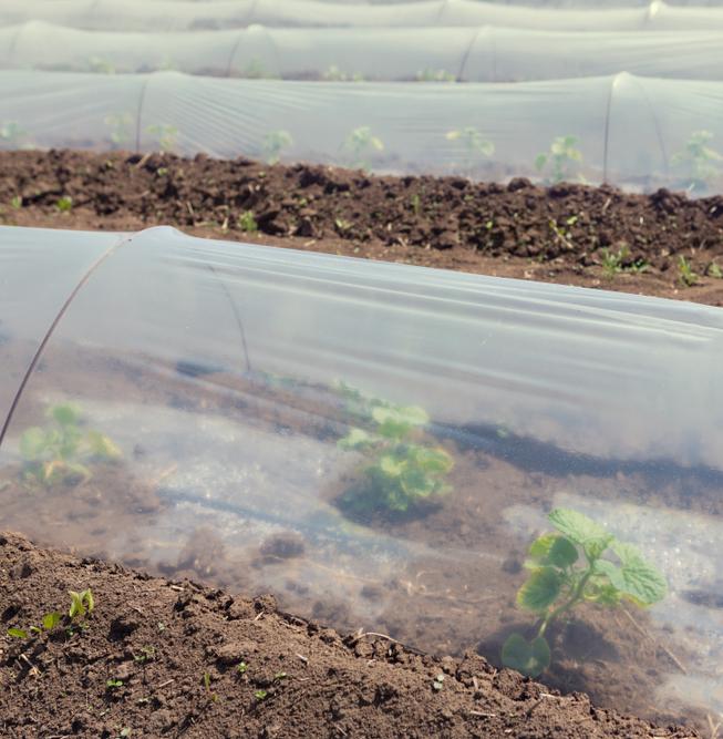 Исследование: полиэтиленовая пленка угрожает сельскому хозяйству 