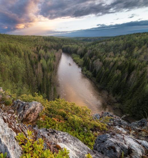 FSC России предлагает поддержать проект «Стражи леса»