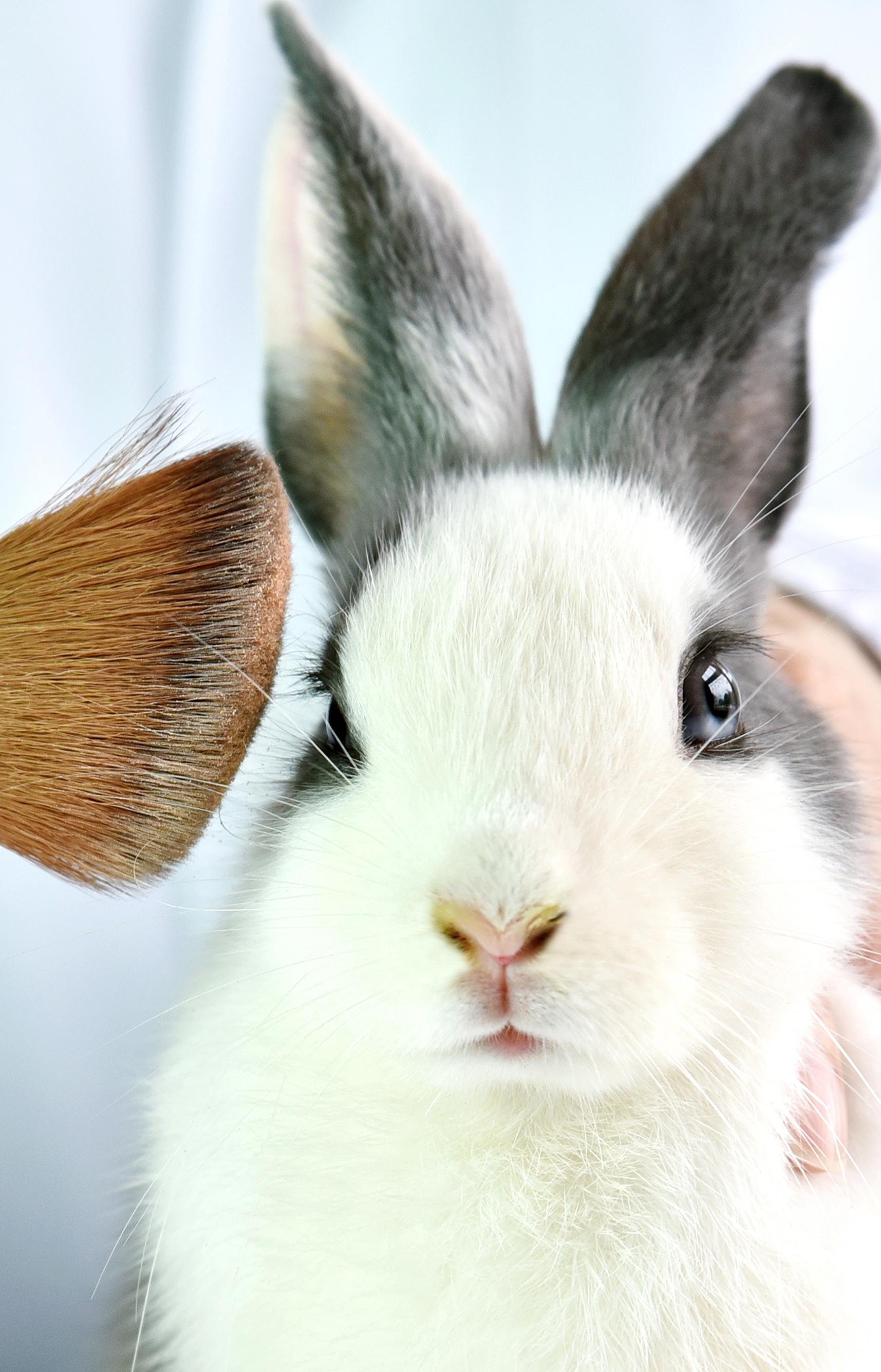 8 миллионов человек подписали петицию The Body Shop против тестирования косметики на животных