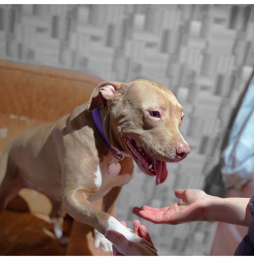 «Второе дыхание» проводит мастер-классы в поддержку «Лап в тепле» 