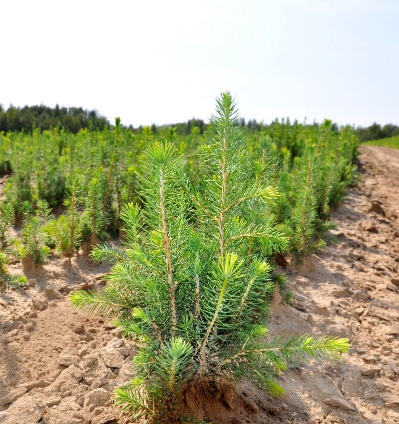 В Татарстане восстановили больше лесов, чем потеряли