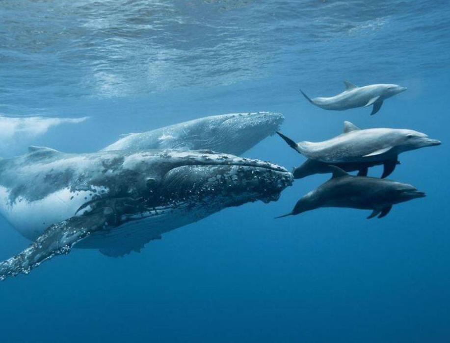 Экоактивисты приглашают отметить День китов и дельфинов
