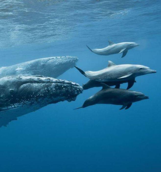 Экоактивисты приглашают отметить День китов и дельфинов