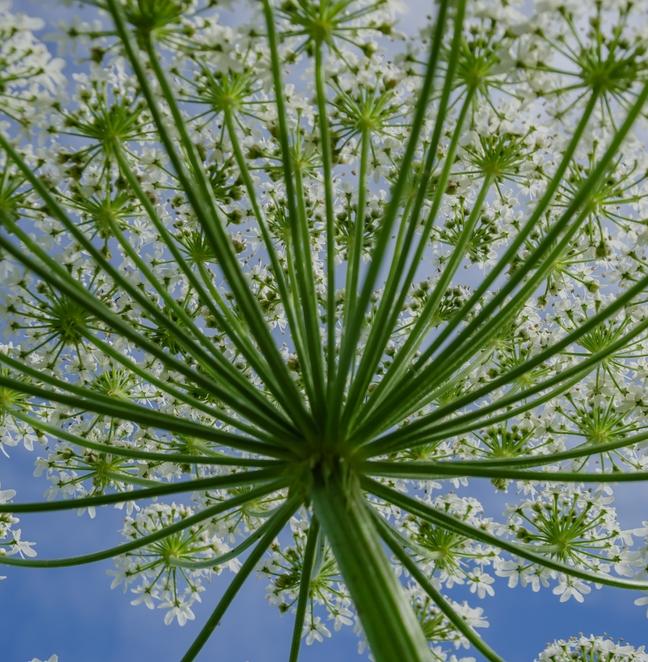 Эксперт объяснила, как будут искать борщевик на участках 