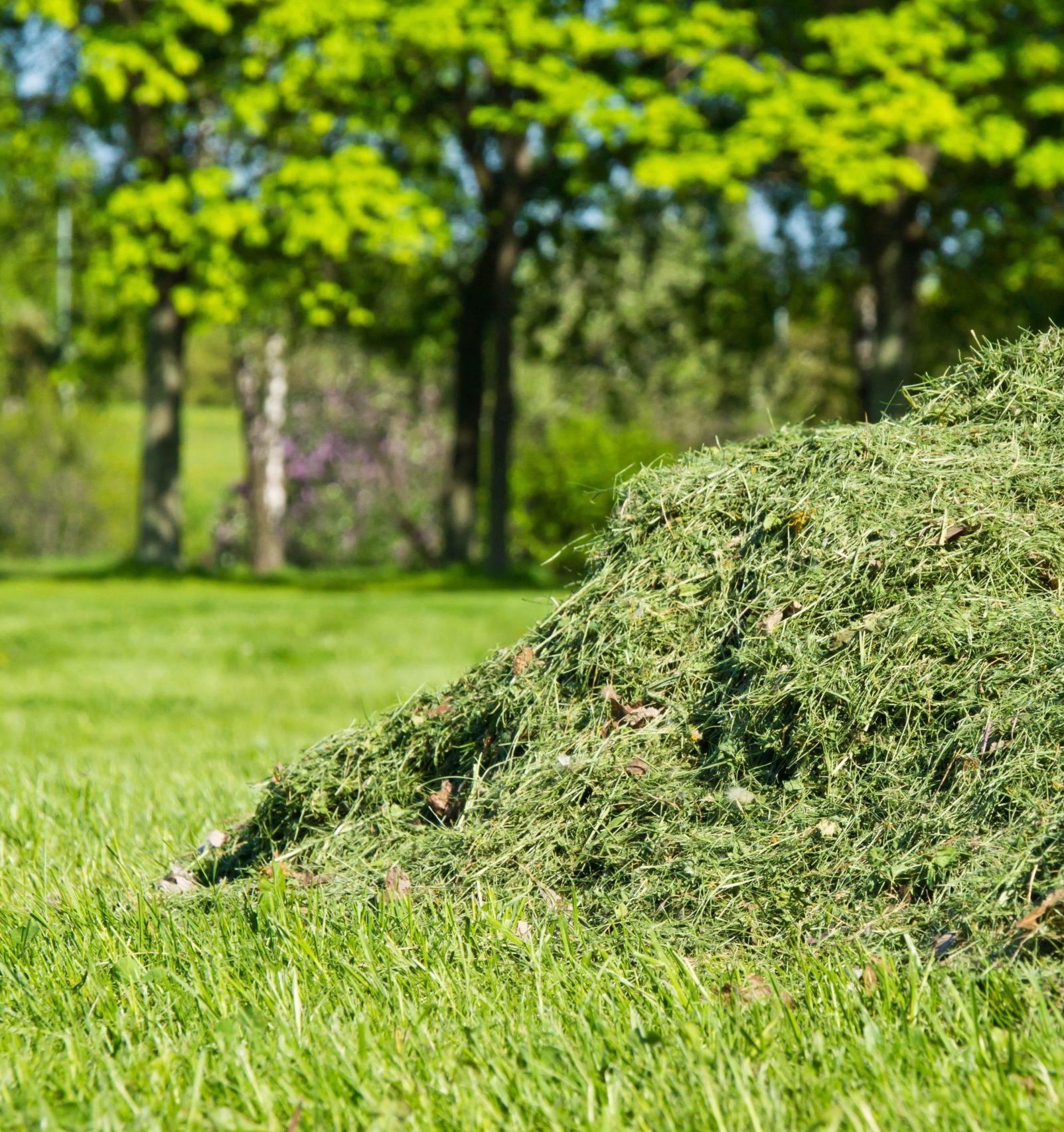 Томские студенты перерабатывают скошенную траву с помощью червей 
