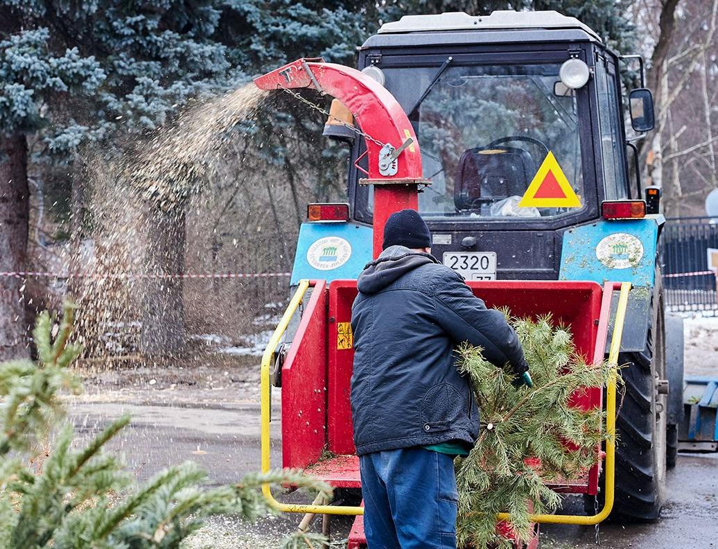 Москвичи сдали на утилизацию более 50 тысяч новогодних елей
