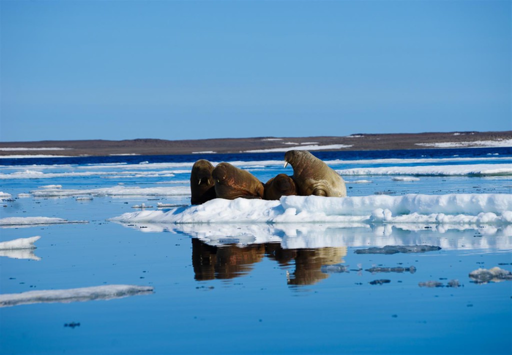 Национальный парк в Арктике ищет волонтеров