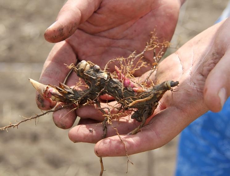 В Алтайском крае вырастят мискантус для производства биоразлагаемой посуды и целлюлозы